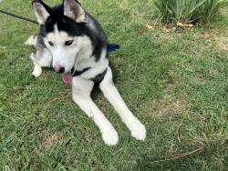 Lost Male Dog last seen Mayfair West, Oklahoma City, OK 73112