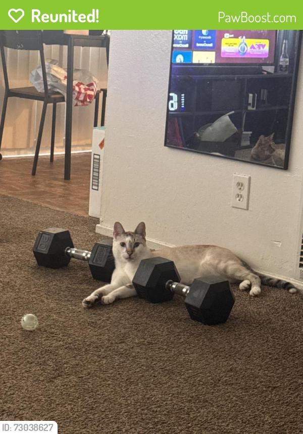 Reunited Male Cat last seen Near stanford ave, Oakland, CA 94608