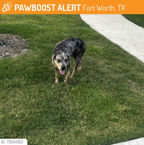 Found/Stray Male Dog last seen Near Oak Grove , Fort Worth, TX 76115