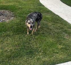Found/Stray Male Dog last seen Near Oak Grove , Fort Worth, TX 76115