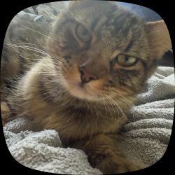 Lost Male Cat last seen 2881–2899 Finley Rd Irving, TX  75062 Estados Unidos, Irving, TX 75062