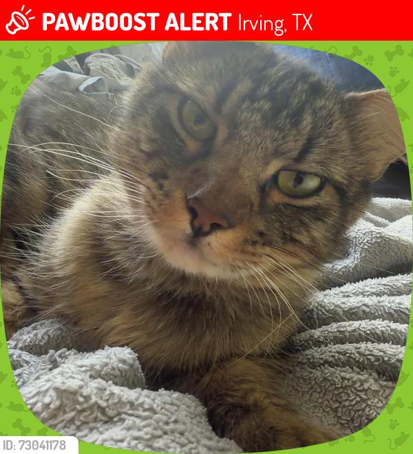 Lost Male Cat last seen 2881–2899 Finley Rd Irving, TX  75062 Estados Unidos, Irving, TX 75062