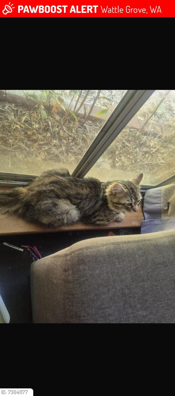 Lost Male Cat last seen Home, Wattle Grove, WA 6107