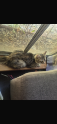 Lost Male Cat last seen Home, Wattle Grove, WA 6107