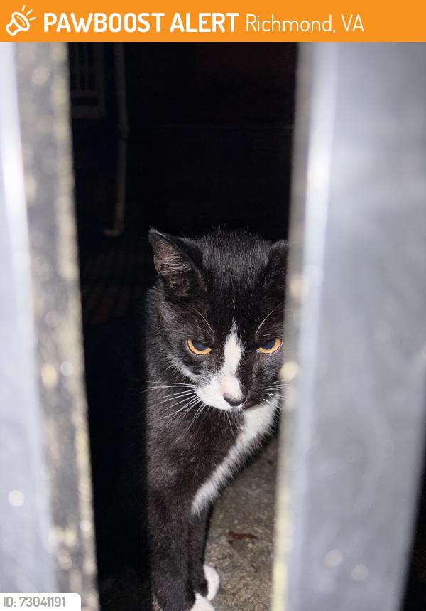 Found/Stray Unknown Cat last seen In the alley across the street from Lombardy Market, Richmond, VA 23220