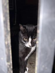 Found/Stray Unknown Cat last seen In the alley across the street from Lombardy Market, Richmond, VA 23220