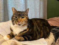 Lost Female Cat last seen 120th & 3rd ave nw, Seattle, WA 98177