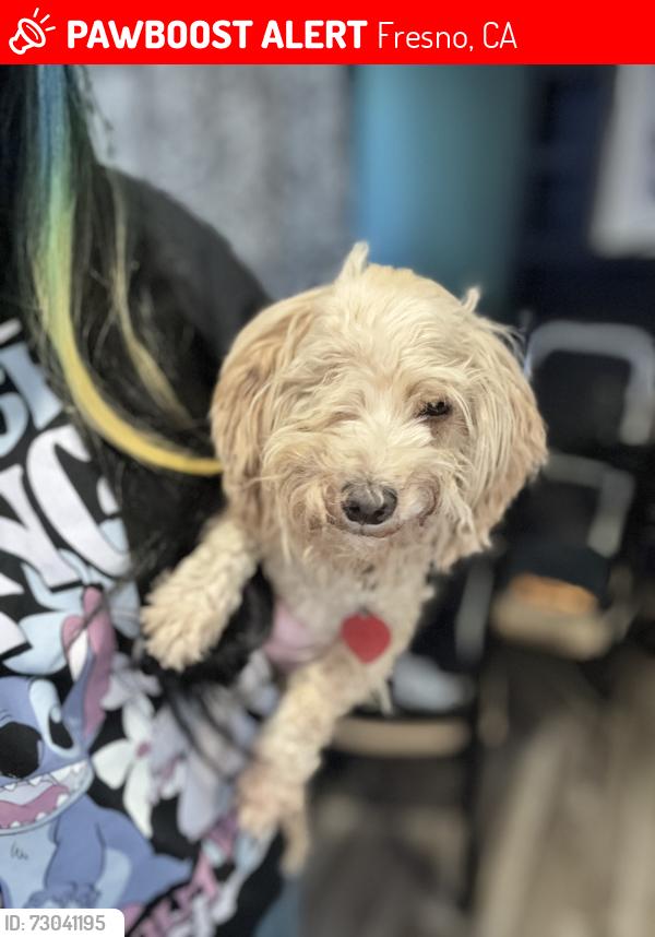Lost Male Dog last seen Caesar Chavez and maple , Fresno, CA 93702