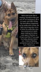 Lost Male Dog last seen Crest and Polk , Los Angeles, CA 91342