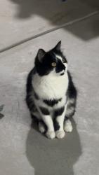 Lost Female Cat last seen East village park, Windsor, CO 80550