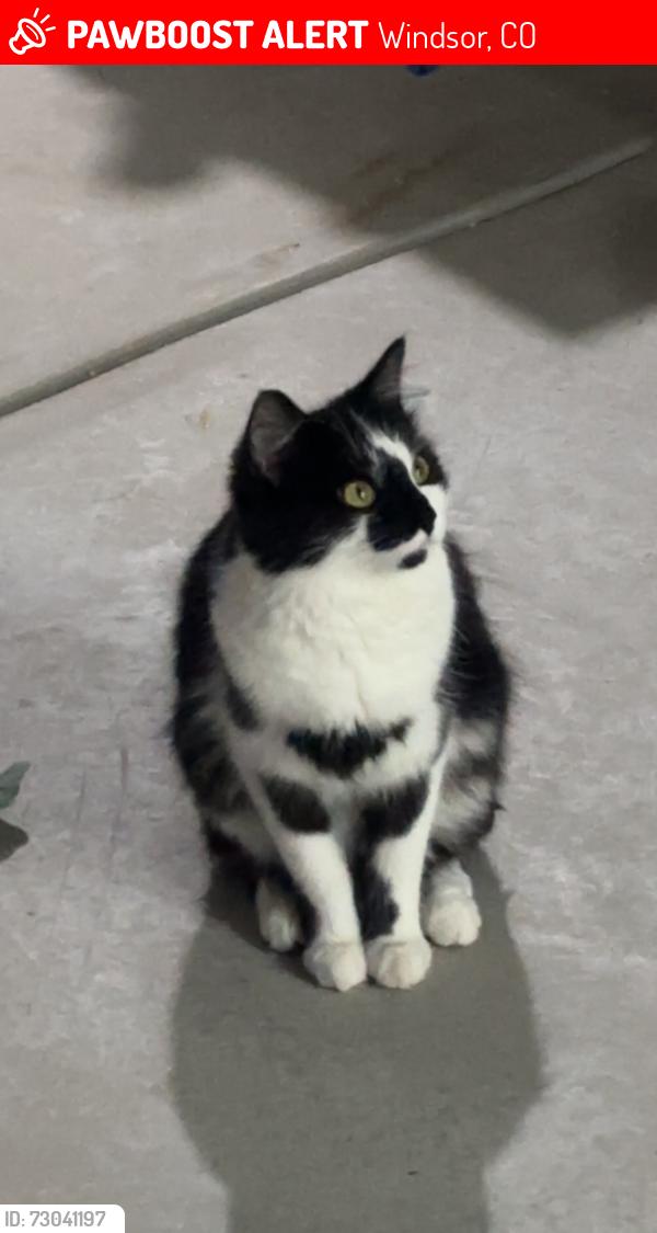 Lost Female Cat last seen East village park, Windsor, CO 80550