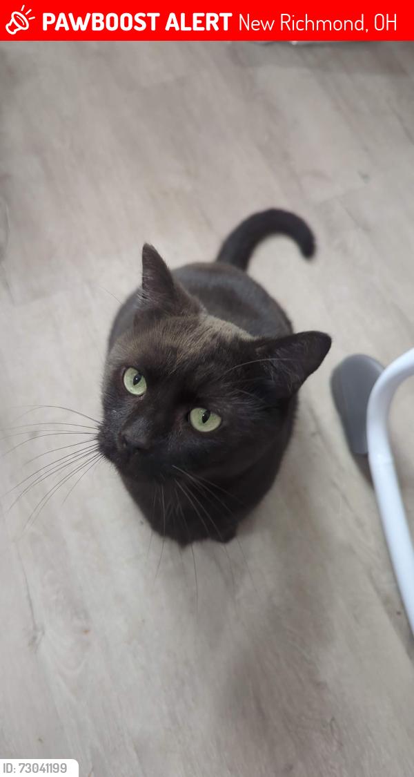 Lost Male Cat last seen Merwin 10 mile, New Richmond, OH 45157