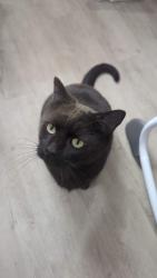 Lost Male Cat last seen Merwin 10 mile, New Richmond, OH 45157