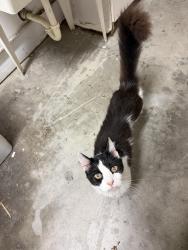 Found/Stray Unknown Cat last seen Ventura Community Memorial hosp, Ventura, CA 93003