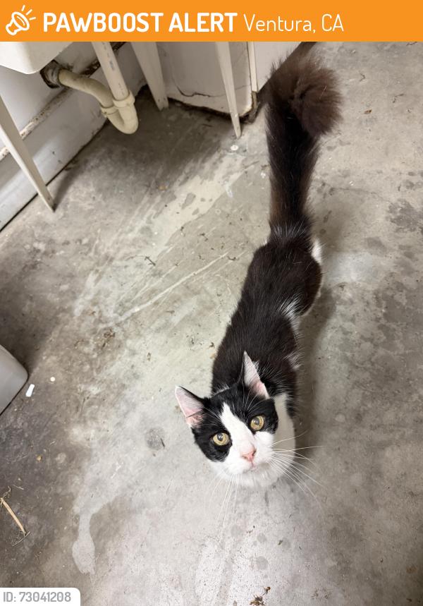 Found/Stray Unknown Cat last seen Ventura Community Memorial hosp, Ventura, CA 93003