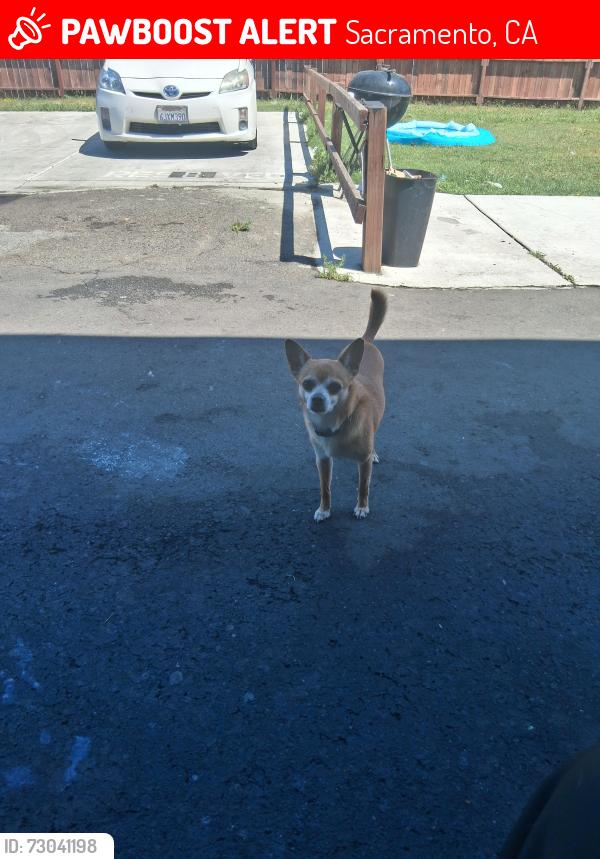Lost Male Dog last seen Mcclatchy park, Sacramento, CA 95817