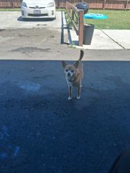 Lost Male Dog last seen Mcclatchy park, Sacramento, CA 95817