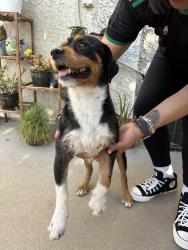 Found/Stray Male Dog last seen Main St and Bamboo La Puente CA, La Puente, CA 91744