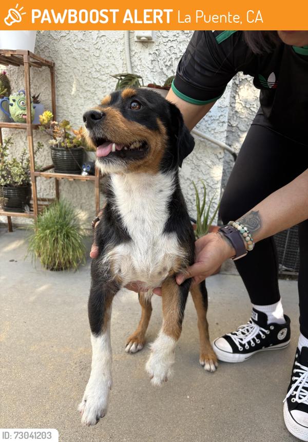 Found/Stray Male Dog last seen Main St and Bamboo La Puente CA, La Puente, CA 91744