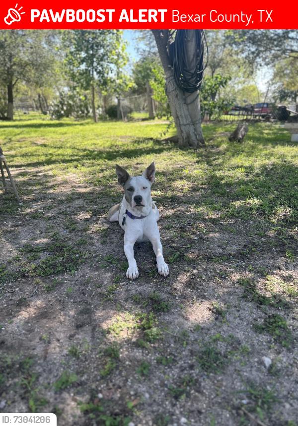 Lost Female Dog last seen Pleasanton Rd and Trumbo Rd, Bexar County, TX 78264