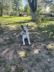 Lost Female Dog last seen Pleasanton Rd and Trumbo Rd, Bexar County, TX 78264