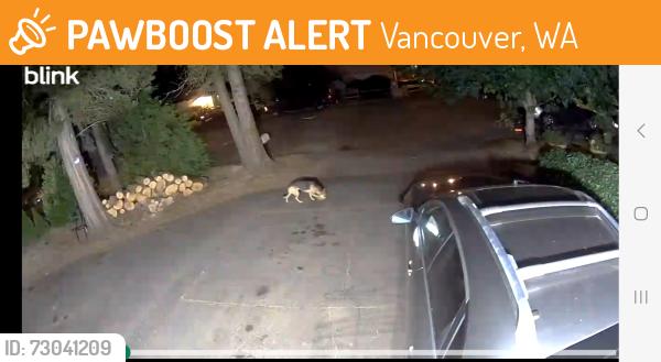 Found/Stray Unknown Dog last seen MLK Elementary school, Vancouver, WA 98661