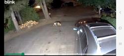 Found/Stray Unknown Dog last seen MLK Elementary school, Vancouver, WA 98661