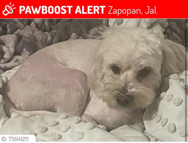 Lost Male Dog last seen Calle Santa Mercedes, Zapopan, Jal. 45130