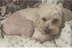 Lost Male Dog last seen Calle Santa Mercedes, Zapopan, Jal. 45130