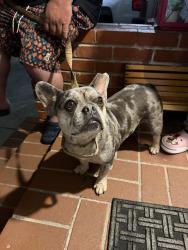 Found/Stray Female Dog last seen found on green ave and euclid ave 06/22 10:30pm, San Bruno, CA 94066