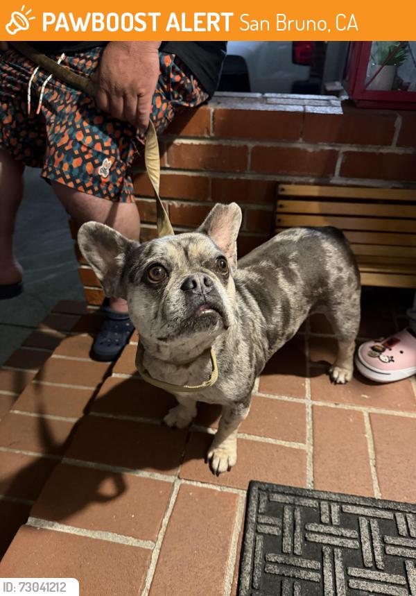 Found/Stray Female Dog last seen found on green ave and euclid ave 06/22 10:30pm, San Bruno, CA 94066