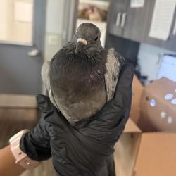Shelter Stray Unknown Bird last seen 1st Street, Coronado, CA, 92118, 5500 Gaines St, San Diego, CA 92110, USA
