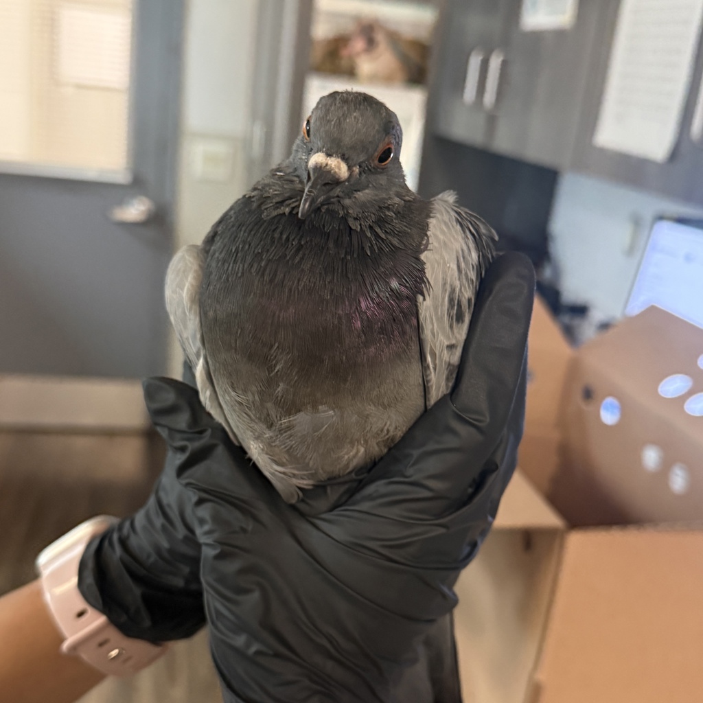 Shelter Stray Unknown Bird last seen 1st Street, Coronado, CA, 92118, 5500 Gaines St, San Diego, CA 92110, USA