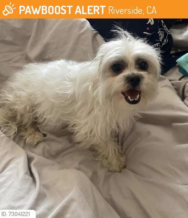 Found/Stray Female Dog last seen Trautwein & grove community , Riverside, CA 92508