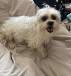 Found/Stray Female Dog last seen Trautwein & grove community , Riverside, CA 92508