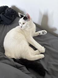 Lost Female Cat last seen 28th avenue @ Anza street, San Francisco, CA 94121