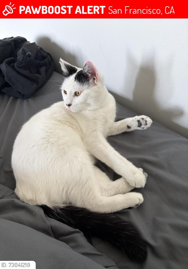 Lost Female Cat last seen 28th avenue @ Anza street, San Francisco, CA 94121