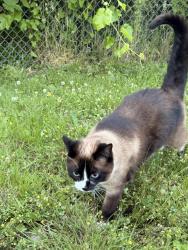 Reunited Female Cat last seen NE 162nd Pl, Kenmore, WA 98028