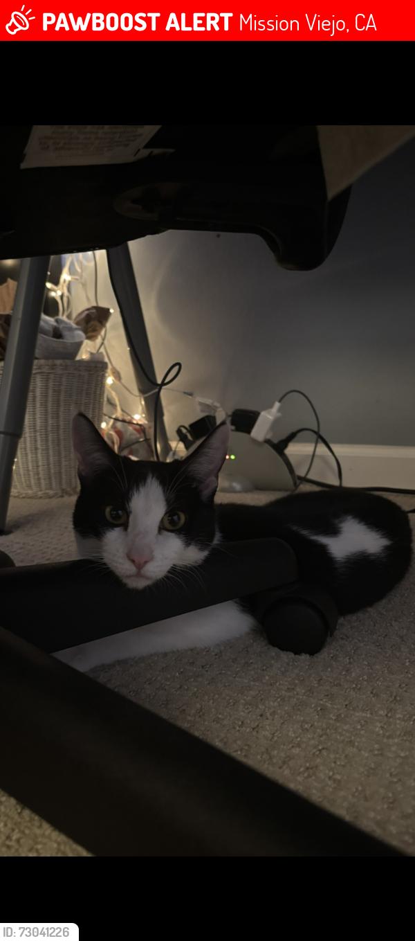 Lost Female Cat last seen Alicia & Muirlands, Mission Viejo, CA 92691