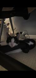 Lost Female Cat last seen Alicia & Muirlands, Mission Viejo, CA 92691