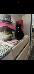 Lost Female Cat last seen Near Morse Avenue, Nord Hollywood, Ca 91606 , Los Angeles, CA 91606