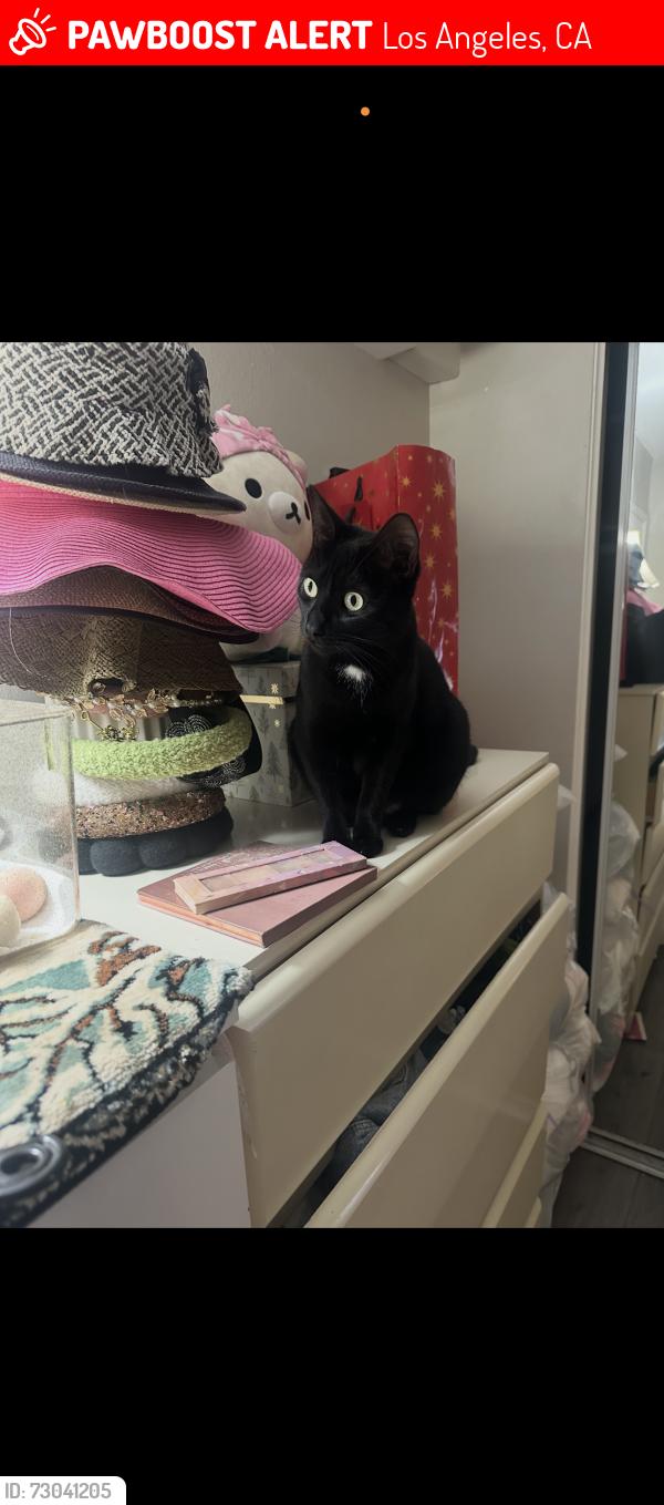 Lost Female Cat last seen Near Morse Avenue, Nord Hollywood, Ca 91606 , Los Angeles, CA 91606