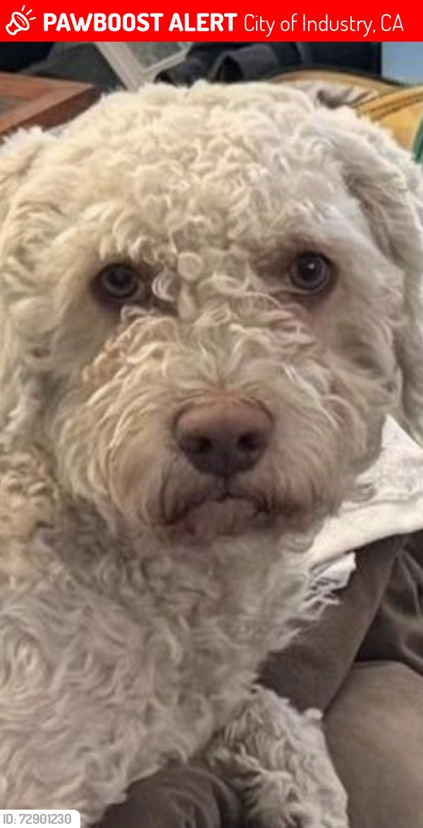Lost Male Dog last seen Near n mcpherson st La Habra, La Habra, CA 90631