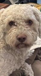 Lost Male Dog last seen Near gale ave, city of industry, CA 91748, City of Industry, CA 91748