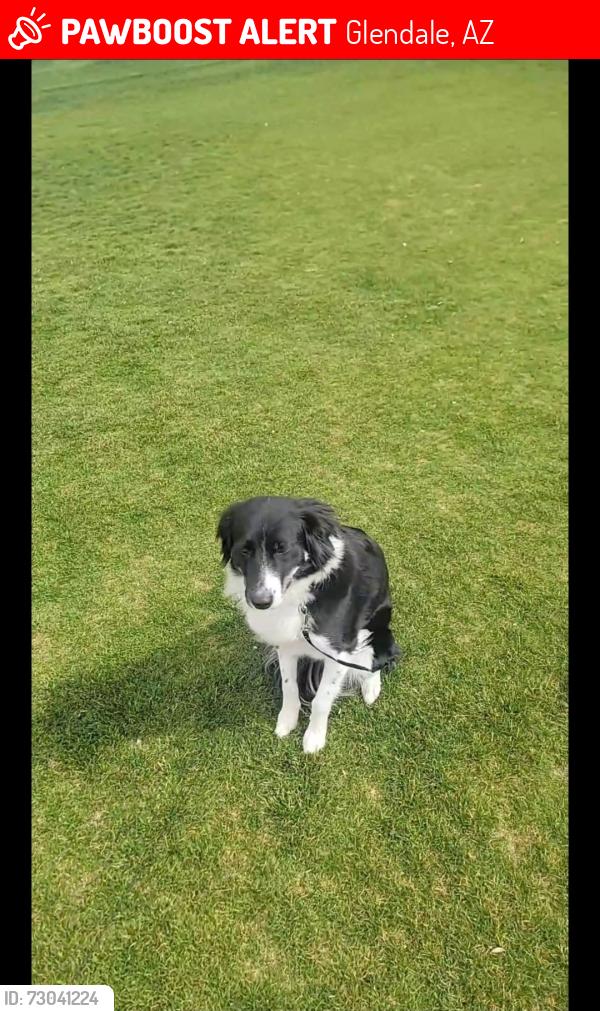 Lost Female Dog last seen 51st Avenue and Camelback Phoenix Arizona 85031, Glendale, AZ 85031