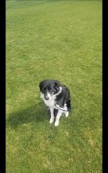 Lost Female Dog last seen 51st Avenue and Camelback Phoenix Arizona 85031, Glendale, AZ 85031