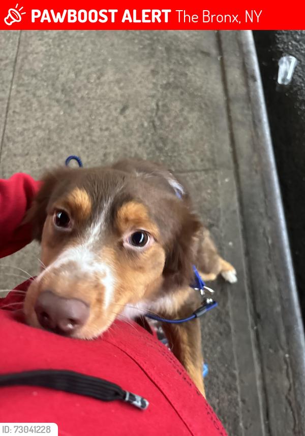 Lost Male Dog last seen Jerome ave , The Bronx, NY 10456