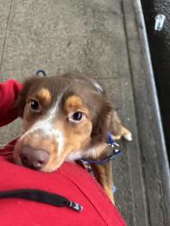 Lost Male Dog last seen Jerome ave , The Bronx, NY 10456
