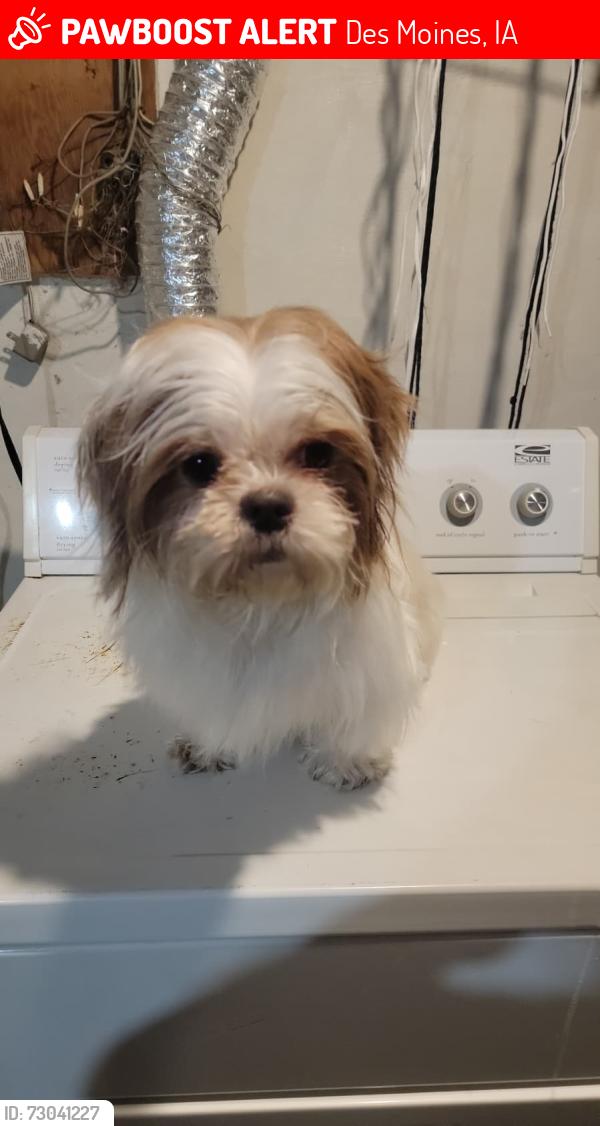 Lost Female Dog last seen Sheridaina av, Des Moines, IA 50316