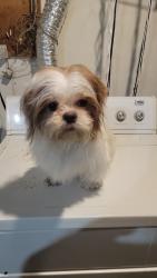 Lost Female Dog last seen Sheridaina av, Des Moines, IA 50316